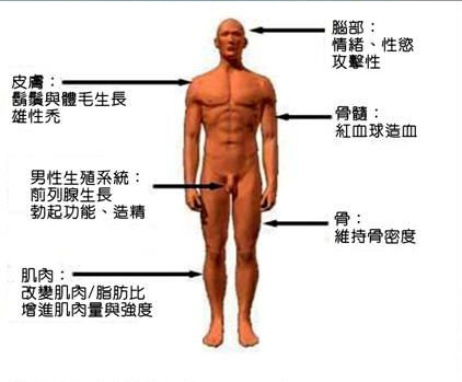 軟男看這裡！充滿荷爾蒙的魅力男性根源之力：日本藤素1
